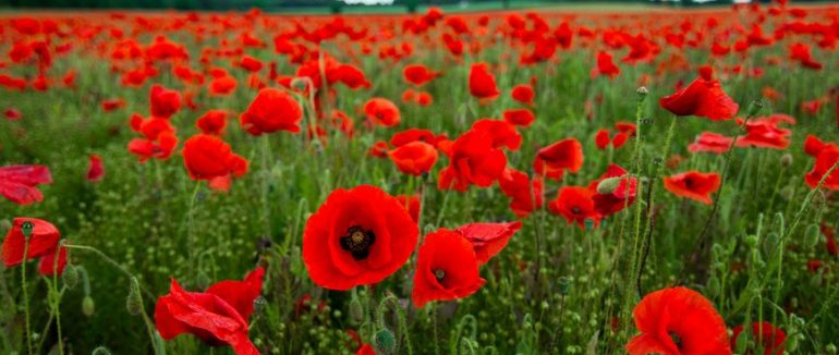 NOUS VOULONS DES COQUELICOTS