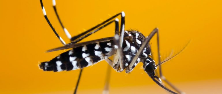 LUTTE CONTRE LE MOUSTIQUE TIGRE